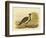 Native Pheasant or Malleefowl, 1891-Gracius Broinowski-Framed Giclee Print