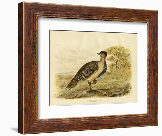 Native Pheasant or Malleefowl, 1891-Gracius Broinowski-Framed Giclee Print