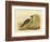 Native Pheasant or Malleefowl, 1891-Gracius Broinowski-Framed Giclee Print