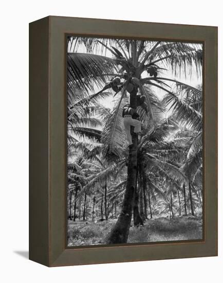 Native Preparing to Harvest the Coconuts-Eliot Elisofon-Framed Premier Image Canvas