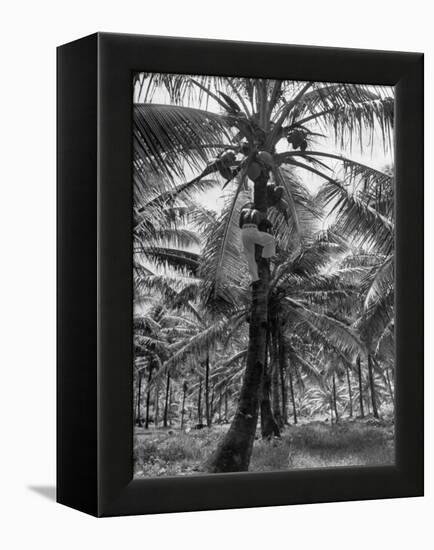 Native Preparing to Harvest the Coconuts-Eliot Elisofon-Framed Premier Image Canvas