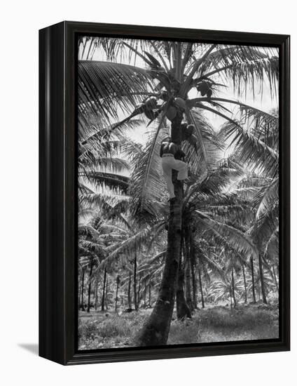 Native Preparing to Harvest the Coconuts-Eliot Elisofon-Framed Premier Image Canvas