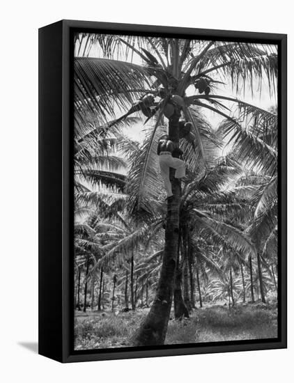 Native Preparing to Harvest the Coconuts-Eliot Elisofon-Framed Premier Image Canvas