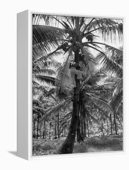 Native Preparing to Harvest the Coconuts-Eliot Elisofon-Framed Premier Image Canvas