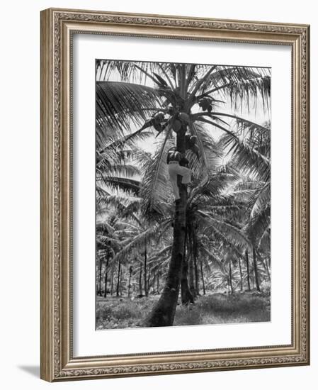 Native Preparing to Harvest the Coconuts-Eliot Elisofon-Framed Photographic Print