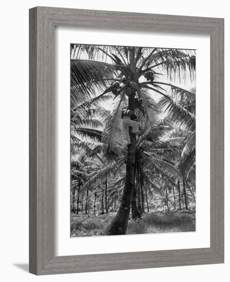 Native Preparing to Harvest the Coconuts-Eliot Elisofon-Framed Photographic Print