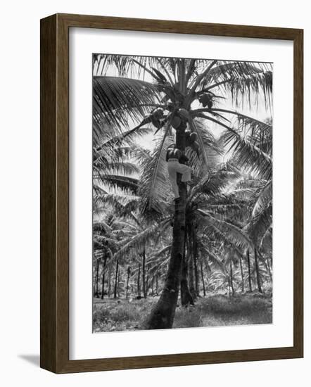 Native Preparing to Harvest the Coconuts-Eliot Elisofon-Framed Photographic Print