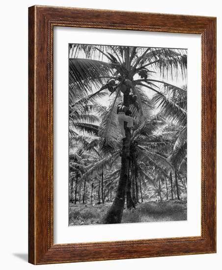 Native Preparing to Harvest the Coconuts-Eliot Elisofon-Framed Photographic Print