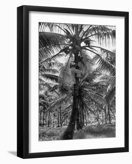 Native Preparing to Harvest the Coconuts-Eliot Elisofon-Framed Photographic Print