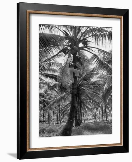 Native Preparing to Harvest the Coconuts-Eliot Elisofon-Framed Photographic Print