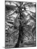 Native Preparing to Harvest the Coconuts-Eliot Elisofon-Mounted Photographic Print