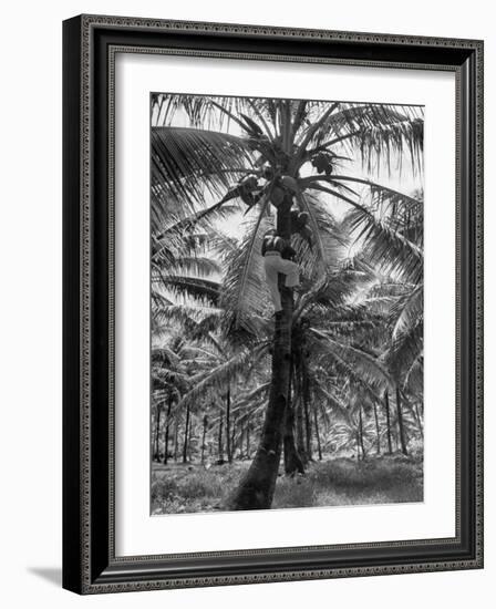 Native Preparing to Harvest the Coconuts-Eliot Elisofon-Framed Photographic Print