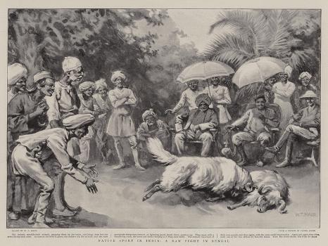 'Native Sport in India, a Ram Fight in Bengal' Giclee Print - William T