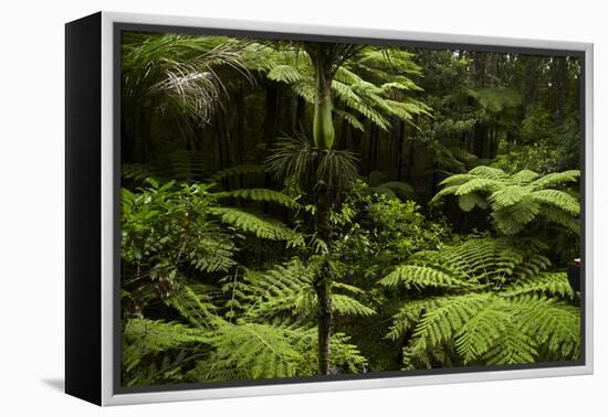 Native Tree Ferns at Parry Kauri Park, Warkworth, Auckland Region, North Island, New Zealand-David Wall-Framed Premier Image Canvas