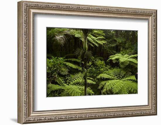 Native Tree Ferns at Parry Kauri Park, Warkworth, Auckland Region, North Island, New Zealand-David Wall-Framed Photographic Print