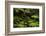 Native Tree Ferns at Parry Kauri Park, Warkworth, Auckland Region, North Island, New Zealand-David Wall-Framed Photographic Print