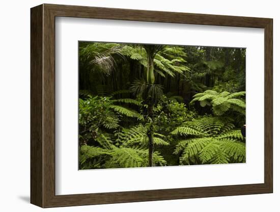 Native Tree Ferns at Parry Kauri Park, Warkworth, Auckland Region, North Island, New Zealand-David Wall-Framed Photographic Print