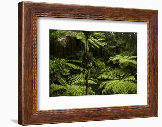 Native Tree Ferns at Parry Kauri Park, Warkworth, Auckland Region, North Island, New Zealand-David Wall-Framed Photographic Print