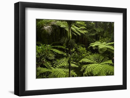 Native Tree Ferns at Parry Kauri Park, Warkworth, Auckland Region, North Island, New Zealand-David Wall-Framed Photographic Print