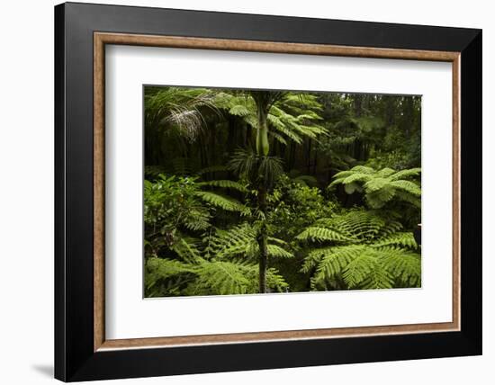 Native Tree Ferns at Parry Kauri Park, Warkworth, Auckland Region, North Island, New Zealand-David Wall-Framed Photographic Print