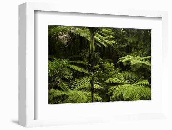 Native Tree Ferns at Parry Kauri Park, Warkworth, Auckland Region, North Island, New Zealand-David Wall-Framed Photographic Print