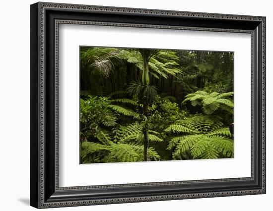 Native Tree Ferns at Parry Kauri Park, Warkworth, Auckland Region, North Island, New Zealand-David Wall-Framed Photographic Print