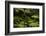 Native Tree Ferns at Parry Kauri Park, Warkworth, Auckland Region, North Island, New Zealand-David Wall-Framed Photographic Print