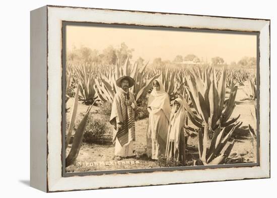 Natives on Maguey Plantation, Mexico-null-Framed Stretched Canvas