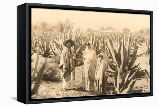 Natives on Maguey Plantation, Mexico-null-Framed Stretched Canvas