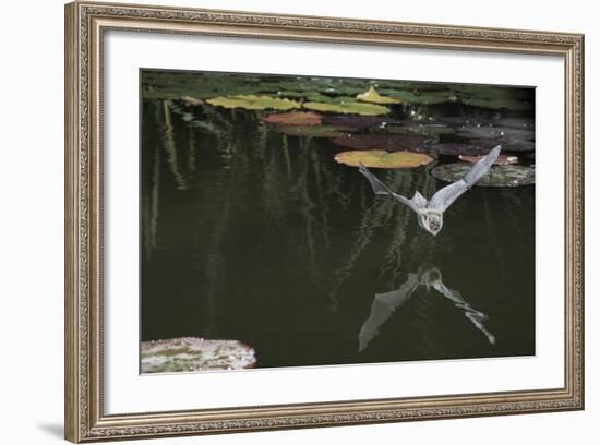 Natterer's Bat (Myotis Nattereri) About to Drink from the Surface of a Lily Pond, Surrey, UK-Kim Taylor-Framed Photographic Print