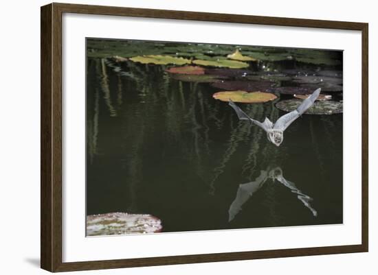 Natterer's Bat (Myotis Nattereri) About to Drink from the Surface of a Lily Pond, Surrey, UK-Kim Taylor-Framed Photographic Print