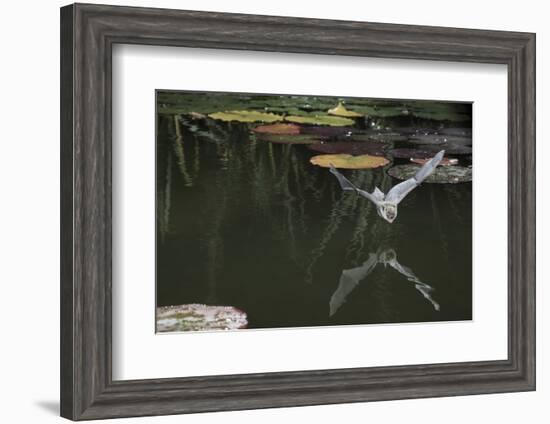 Natterer's Bat (Myotis Nattereri) About to Drink from the Surface of a Lily Pond, Surrey, UK-Kim Taylor-Framed Photographic Print