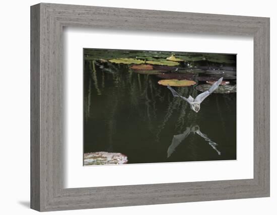 Natterer's Bat (Myotis Nattereri) About to Drink from the Surface of a Lily Pond, Surrey, UK-Kim Taylor-Framed Photographic Print