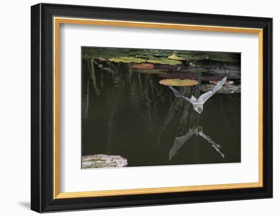 Natterer's Bat (Myotis Nattereri) About to Drink from the Surface of a Lily Pond, Surrey, UK-Kim Taylor-Framed Photographic Print