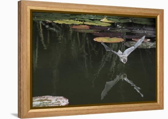 Natterer's Bat (Myotis Nattereri) About to Drink from the Surface of a Lily Pond, Surrey, UK-Kim Taylor-Framed Premier Image Canvas