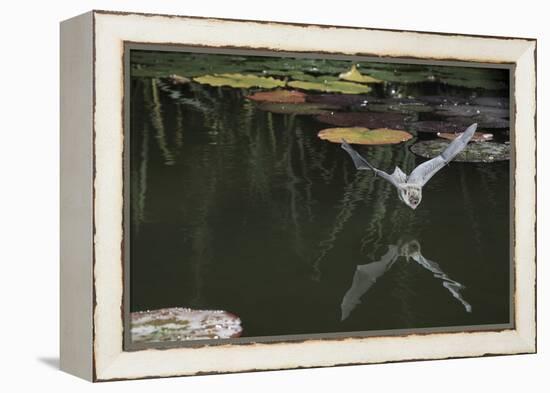 Natterer's Bat (Myotis Nattereri) About to Drink from the Surface of a Lily Pond, Surrey, UK-Kim Taylor-Framed Premier Image Canvas