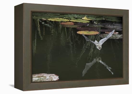 Natterer's Bat (Myotis Nattereri) About to Drink from the Surface of a Lily Pond, Surrey, UK-Kim Taylor-Framed Premier Image Canvas