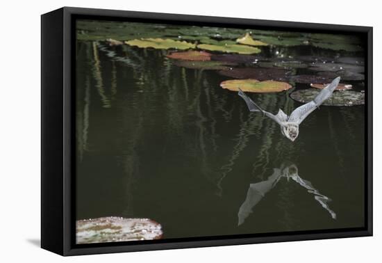 Natterer's Bat (Myotis Nattereri) About to Drink from the Surface of a Lily Pond, Surrey, UK-Kim Taylor-Framed Premier Image Canvas