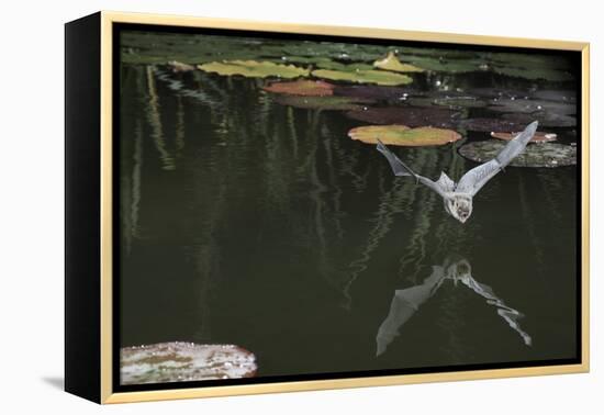 Natterer's Bat (Myotis Nattereri) About to Drink from the Surface of a Lily Pond, Surrey, UK-Kim Taylor-Framed Premier Image Canvas