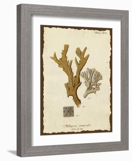 Natura Coral I-Johann Esper-Framed Art Print