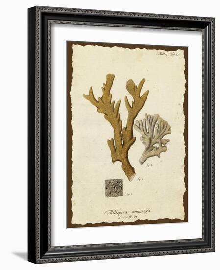 Natura Coral I-Johann Esper-Framed Art Print