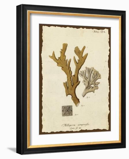 Natura Coral I-Johann Esper-Framed Art Print