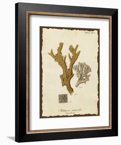 Natura Coral I-Johann Esper-Framed Art Print