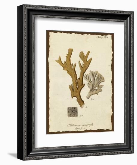 Natura Coral I-Johann Esper-Framed Art Print