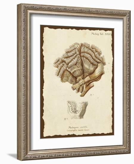 Natura Coral II-Johann Esper-Framed Art Print