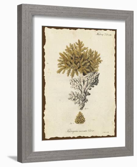 Natura Coral III-Johann Esper-Framed Art Print