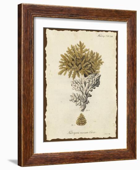 Natura Coral III-Johann Esper-Framed Art Print