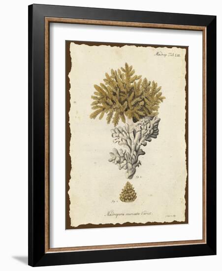 Natura Coral III-Johann Esper-Framed Art Print