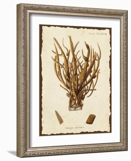 Natura Coral V-Johann Esper-Framed Art Print