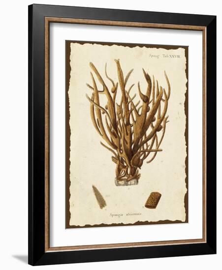 Natura Coral V-Johann Esper-Framed Art Print